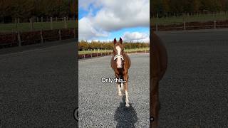 Only this 🤘🏼💃🕺 equestrian horse horses pony pferde cheval hest trending funny dance [upl. by Aili]