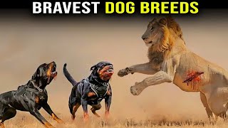 5 Bravest Dog Breeds in the World [upl. by Peg]