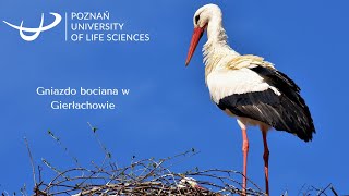 Bocian Gierłachowo [upl. by Tcideneb]