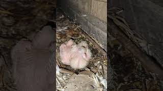 Fantail Pigeon Breeding প্ৰথম বাৰ fantail breed কৰালো। iphone smartphone [upl. by Whiney]