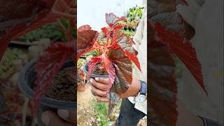 Rex Begonia Indoor Plant  shortsvideo shortfeed shorts youtubeshorts tour plants ytshorts [upl. by Aerdnuahs]