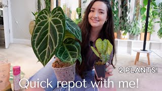 Relax and Repot with me  Anthurium Hybrid and Philodendron Sodiroi [upl. by Hamburger186]