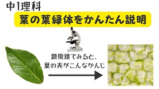 葉の葉緑体を分かりやすく説明します【中1理科、小学生理科、生物】葉緑体とは？簡単に光合成してタンパク質をつくる。 [upl. by Cilegna]