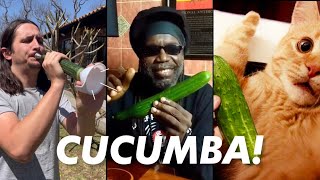 Macka B X The Kiffness  Cucumba Cucumber Rap Live Looping Remix [upl. by Clarhe]