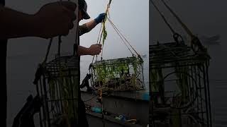 crabbing dungenesscrab oregon [upl. by Lerraf]