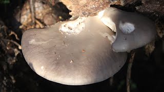 Jestiva gljiva Bukovača Pleurotus ostreatus [upl. by Amling]