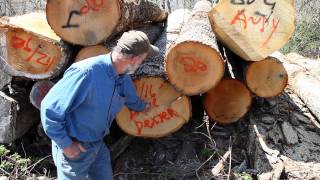 Saw Mill Selection  Picking the best timbers [upl. by Adoh8]