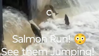 Salmon Run  See them Jumping nature fishing live asmar [upl. by Drews]