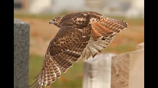 RED TAILED HAWK JUVENILE 2121 MON NOV 04 2024 4425 4471 4487 [upl. by Eelra]