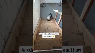 Australian Shepherd Trying To Figure Out How The Stairs Work😭 aussieshprd [upl. by Ellette]