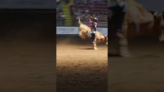 This kid was a stud yesterday in the mini bull riding ‌The Stockyard Rodeo matinee 76 rodeo [upl. by Savvas]