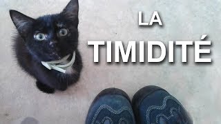 LA TIMIDITÉ  PAROLE DE CHAT [upl. by Rainger]