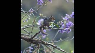 Jungle Striped Squirrel in the Anamalais wildlife mammals westernghats [upl. by Erica]