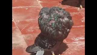 pigeon gaditano Maroc 2012 said bahi de temara  06 68 199 177 [upl. by Nauhs]