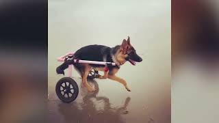 Walkin Wheels  Wheelchair for Pets [upl. by Aisital]