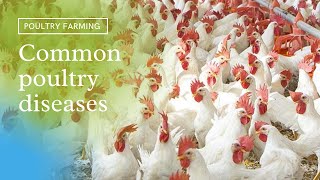 COMMON POULTRY DISEASES AFFECTING LAYERS AND BROILERS [upl. by Jedd]