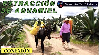 Extracción de Aguamiel y Capado de Maguey [upl. by Manlove925]