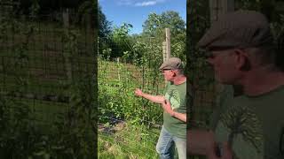 Apple Coppice System at Applewood Permaculture Centre [upl. by Dumm]