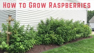 How to Start Growing Raspberries Compilation [upl. by Eaneg476]