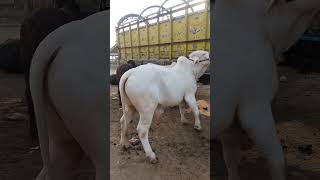 How to Multan cow Mandi update  shorts viralvideo video viralshorts ytshorts [upl. by Eilrahc]