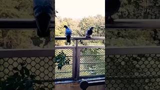 🕊️পায়রা দুটির একসঙ্গে আসা এবং যাওয়া 🕊️ pigeon pets birds dove youtube short nature [upl. by Kumagai]