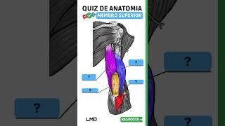 🔴👉 QUIZ DE ANATOMIA 🟨 Aula de Anatomia humana shorts [upl. by Eitsirhc]