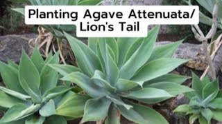 Planting Agave AttenuataLions Tail gardening [upl. by Okihsoy]