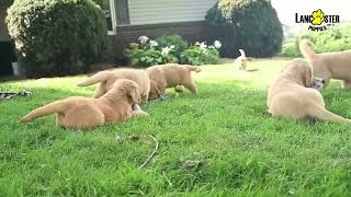 Entertaining Golden Retriever Puppies [upl. by Nakhsa]