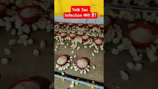 Yolk Sac infection kya hai broilerpoultryfarm poultry murgipaln murgipalan मुर्गीपालन [upl. by Lorilyn312]