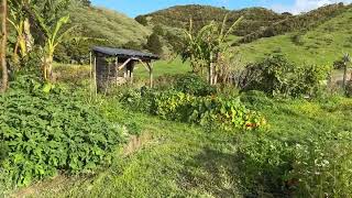 Te Araroa Day 14  Paihia to The Farm [upl. by Mackintosh]