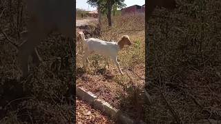 Bodinho 🐐 do sertão viral shorts [upl. by Skolnik]