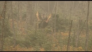 Chasse à lorignal dans la réserve faunique des Laurentides [upl. by Ahsilek352]