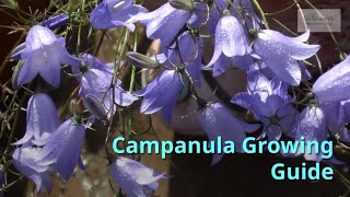 Campanula Gardening Guide [upl. by Atteloiv]