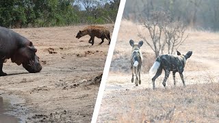 Wild Dog Hippo and Hyenas Face Off [upl. by Carlos]