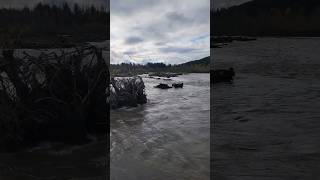 Flooding river full of debris nature flood river [upl. by Reinold752]