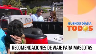 ¡Ellos también cuentan Consejos para viajar con mascotas este 18  Buenos días a todos [upl. by Assirram]