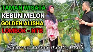 KEBUN MELON  GOLDEN ALISHA  RIZAL DURPAY [upl. by Caritta]