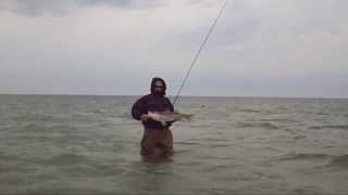 Russs First Striper on the Fly  Cape Cod Fly Fishing May 11 2013 [upl. by Coplin]