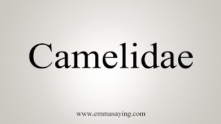 How To Say Camelidae [upl. by Ynnus]