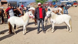 FEIRA DE CAVALO EM CACHOEIRINHAPE nordeste 06102022 [upl. by Odell]