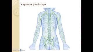 Origine et rôles des lymphocytes [upl. by Anaeli951]