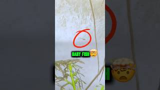 Shocking News‼️Baby Fish Ka Mummy Papa Kon Hai🤯 shortsvideo fish pets animals guppyfish pet [upl. by Logan]