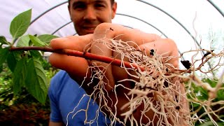 Amazing Fast Hardwood Cutting Rooting Trick  Rooting Red and Yellow Twig Dogwood Cuttings [upl. by Leihcim]