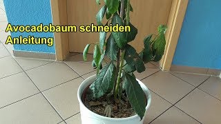 Avocadobaum richtig schneiden – ANLEITUNG  Avocado Baum zurückschneiden  beschneiden [upl. by Fia]