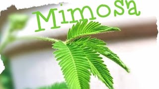 Mimosa Pudica [upl. by Anaidni381]