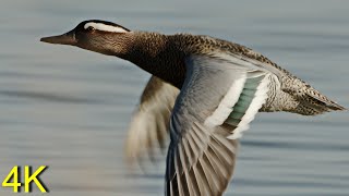 Knäkente fliegend Balz Paarung  Garganey in flight Courtship Mating [upl. by Castle948]