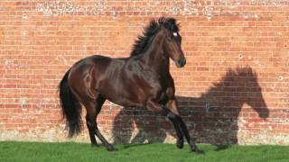 Motivator  Etalon au Haras du Quesnay en 2016 [upl. by Weiman]