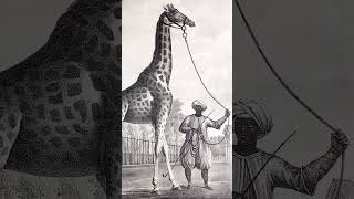 La véritable histoire de Zarafa la girafe du Roi  zero fake 132 Zarafa girafe  histoire [upl. by Eastlake]