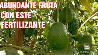 TRUCOS para OBTENER una COSECHA de aguacate ABUNDANTE [upl. by Clarice470]