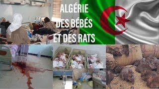 ALGÉRIE  😱😱 NURSERIE DE GROS RATS DANS LES BERCEAUX [upl. by Kinsman]